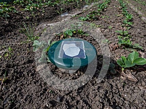 Ultrasonic, solar-powered mole repellent or repeller device in the soil in a vegetable bed among small strawberry plants in the