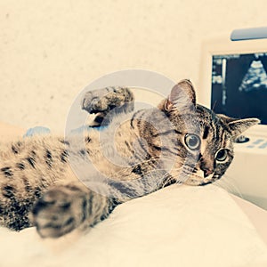 Ultrasound examination of cat