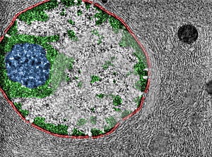 Ultrastructure of the cell