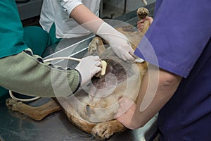 Ultrasund test of the dog at a veterinary clinic