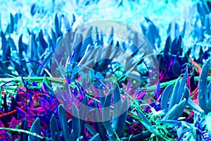 Ultraviolet abstract background - Closeup of Sempervivum calcareum-houseleek, painted in ultra violet. blue bright color