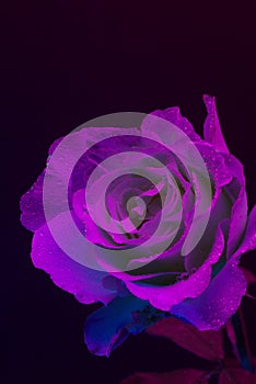 UltraViolet Rose photo