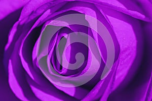 Ultraviolet Rose Macro