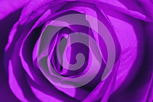 Ultraviolet Rose Macro photo