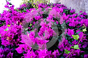 Ultraviolet Very purple flowers bloosom in spain