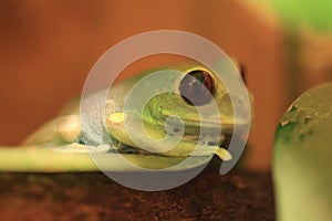 Uluguru forest tree frog