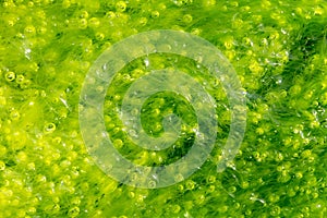 Ulva alga background