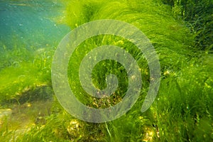 ulva green algae oxygenate on coquina stone, littoral zone underwater snorkel, oxygen rich clear water reflection, laminar flow