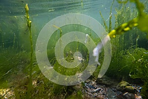 ulva green thicket sandy bottom, surface reflection wave, littoral zone underwater snorkel, oxygen rich air bubble, low salinity photo