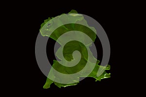 Ulva rigida, sea lettuce isolated on black background. photo