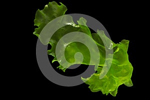 Ulva rigida, sea lettuce isolated on black background photo