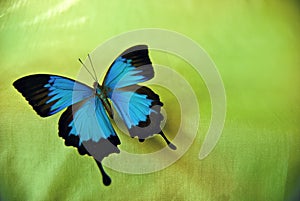 Ulysses Butterfly
