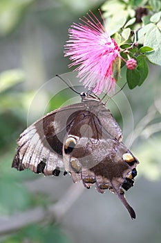 Ulysses butterfly and pink flower photo