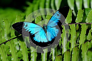 Ulysses Swallowtail butterfly above view