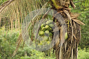 Um coqueiro no litoral photo