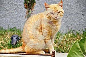 Um gato Felis Catus laranja no quintal sentado photo