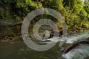 Uma Anyar waterfall, Bali, Indonesia. Jungle, forest, daytime with cloudy sky photo