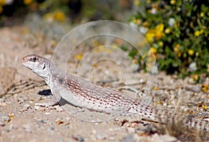 Uma notata, the coachella vallery fringe-toed lizard, Colorado Desert Fringe-toed Lizard photo
