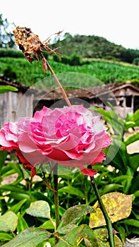 Uma rosa photo