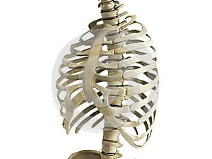 Uman Skeleton Ribs with vertebral column Anatomy Anterior view 3