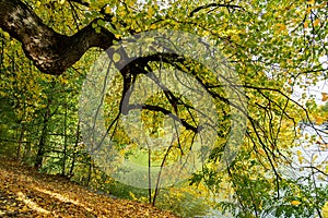 Uman, Ukraine: lake in autumn Sofiyivsky park