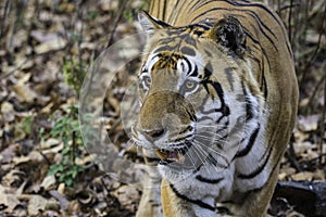 Umar Pani, Kanha male tiger T30