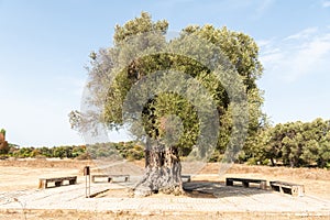 Umay Nine olive tree at Teos ancient site in Izmir province of Turkey