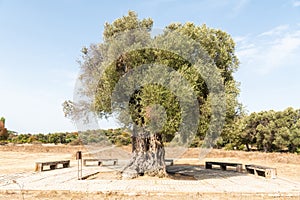 Umay Nine olive tree at Teos ancient site in Izmir province of Turkey photo