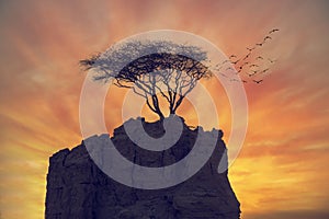 Umbab Qatar, Tree on Mountain
