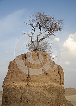 Umbab Qatar, Tree on Mountain