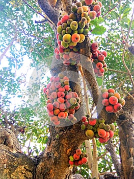 Umbar, Gular fruit tree india