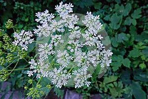 Umbel