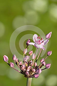 Umbel, buds and single pink flower of Flowering Rush - portrait orientation