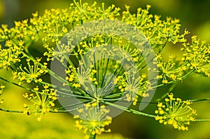 Umbel Of Dill, Anethum graveolens