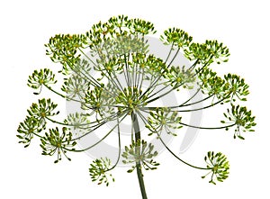 Umbel of dill weed on the white background