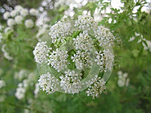Umbel with flowers of cow parsley Anthriscus sylvestris photo