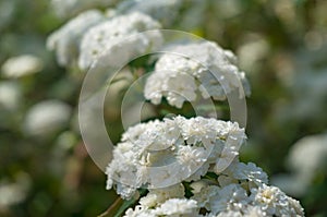 Umbel like white flowers nature background
