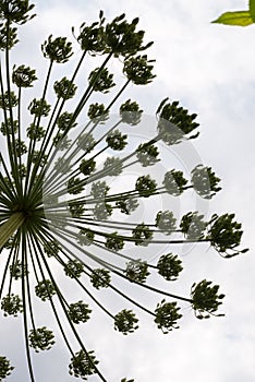 Umbel with seeds of the hogweed