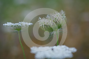 Umbel of white pinkish  flowers and forming fruit cluster bird`s nest of Queen Anne`s Lace or wild carrot Daucus carota plan