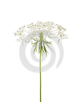 The umbel of a Wild Carrot Daucus Carota isolated  on white background photo