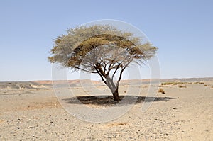 Umbellate acacia in Arabian Desert,