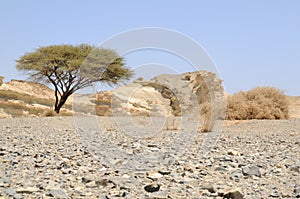 Umbellate acacia in Arabian Desert