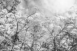 Umbellate plant on the meadow.