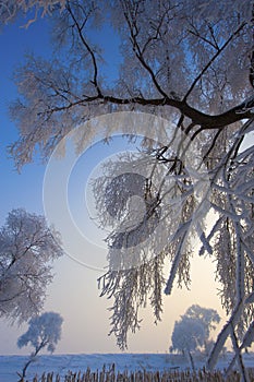 Umbellate plants under snow