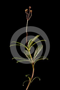 Umbellate Wintergreen Chimaphila umbellata. Fruiting Plant Closeup