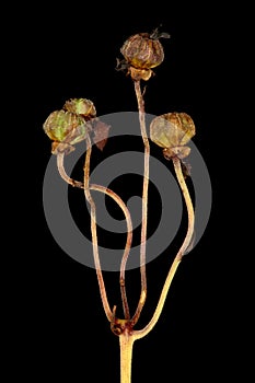 Umbellate Wintergreen Chimaphila umbellata. Infructescence Closeup