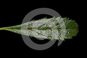 Umbellate Wintergreen Chimaphila umbellata. Leaf Closeup