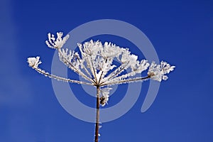 Umbellifer with ice crystals
