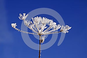 Umbellifer with ice crystals photo