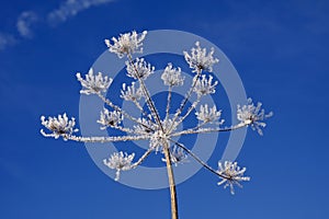 Umbellifer with ice crystals in winter